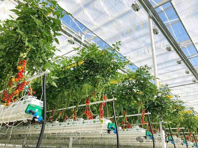 智能玻璃温室大棚的用途是什么?常见的配置有哪些kaiyun中国官方网站(图2) 智能玻璃温室大棚的用途是什么?常见的配置有哪些kaiyun中国官方网站(图2)