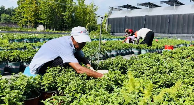 烟台市园林建设养护中心园林科研所积极做好高温天气花卉养护管理