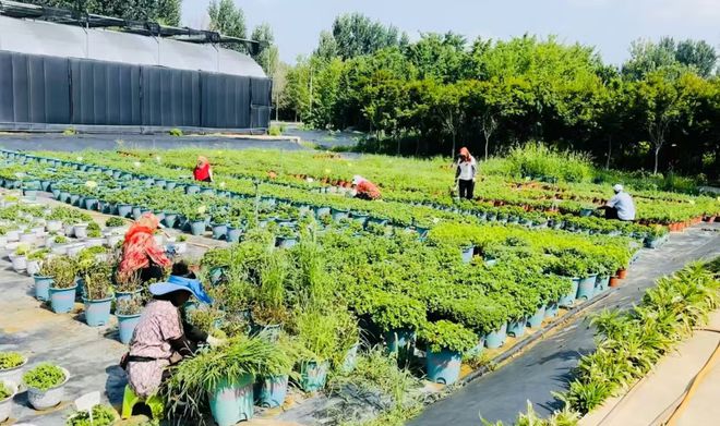 烟台市园林建设养护中心园林科研所积极做好高温天气花卉养护管理kaiyun官网(图2)