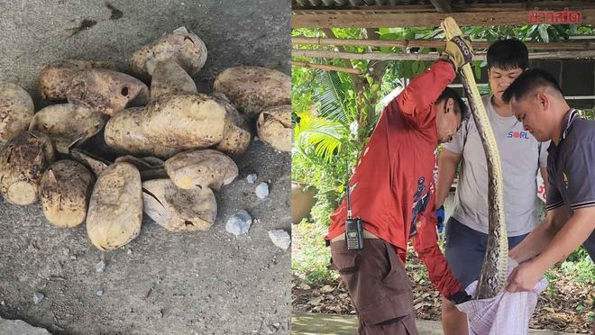 泰国男子停车时看见蛇头停车场地下竟是蛇窝