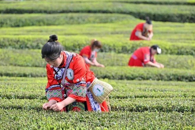 乾隆皇帝喝过的茶如今蒙牛、茶颜悦色、古茗都在用