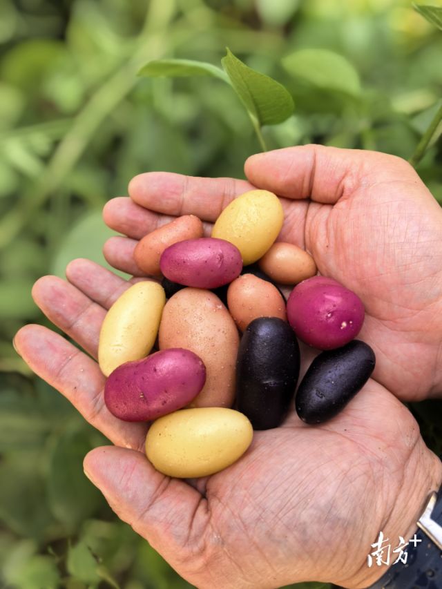 【“媒体+”赋能“百千万”】攥紧“种业芯片”破解“北薯南调”困局(图6)