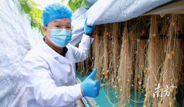 【“媒体+”赋能“百千万”】攥紧“种业芯片”破解“北薯南调”困局(图4)